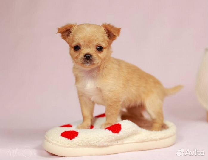 Девочки чихуахуа