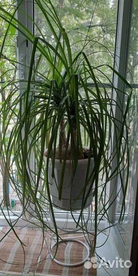 Комнатное растение Нолина