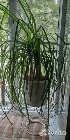 Комнатное растение Нолина