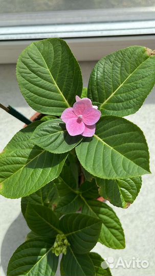 Фиалка цветущая