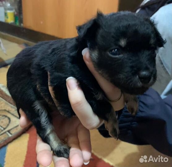 Той терьер миник