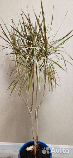 Пальма драцена