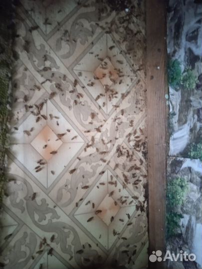 Единая служба дезинфекции