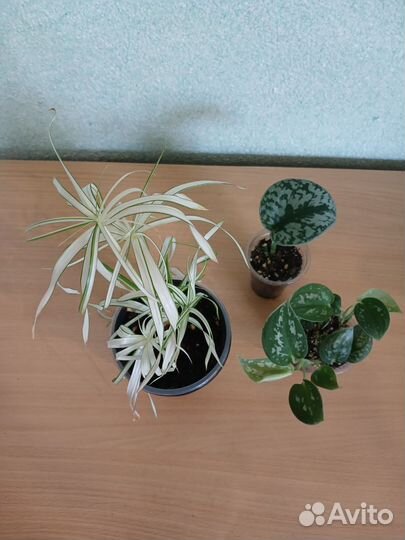 Комнатные растения