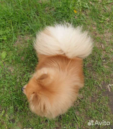 Вязка кобель немецкий малый шпиц