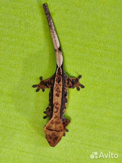 Реснитчатый бананоед, малыши. Correlophus ciliatus