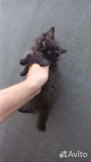 Кошки в добрые руки бесплатно