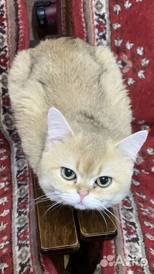 Британский кот на вязку