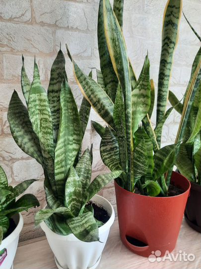 Сансевиерия