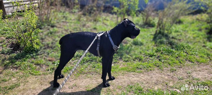 Гостиница для собак. Домашняя передержка