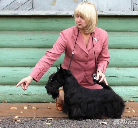 Кобель для вязки