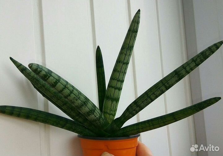 Сансевьеры, ампельные суккуленты