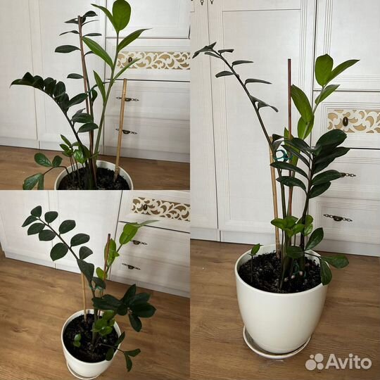 Замиокулькас в керамическом горшке