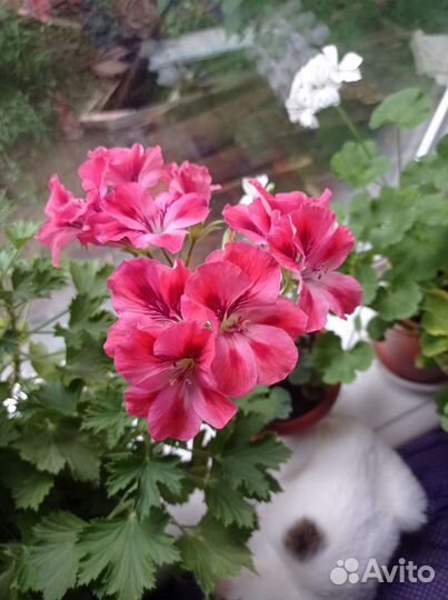 Пеларгония герань королевская