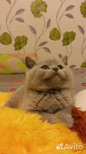 Игривые шотландские мальчики и девочки