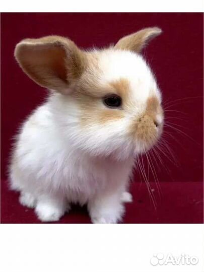 Кролики декоративные домашнего рождения