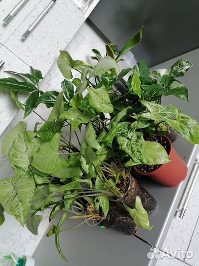 Сингониумы. Монстеры Альба