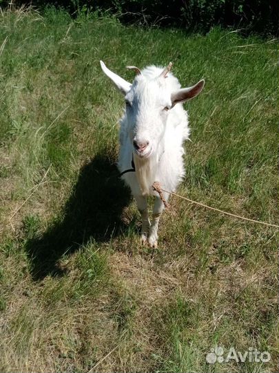 Коза и козёл