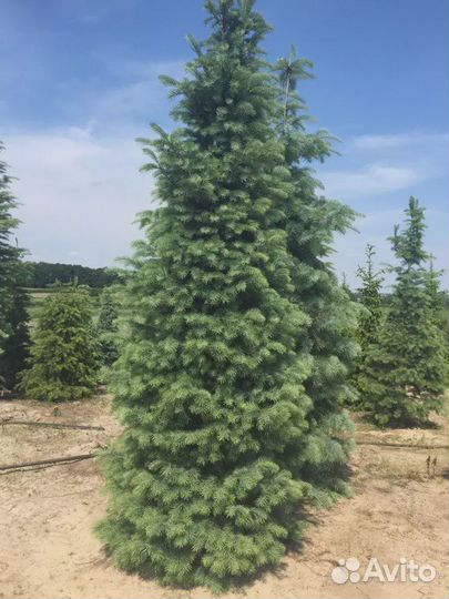 Саженцы Сосны, Ели, Пихты