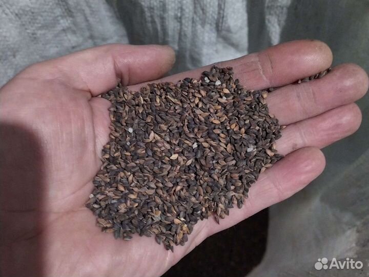 Семена ели обыкновенной