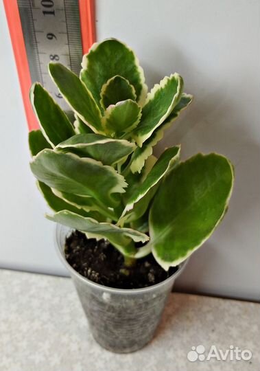 Каланхоэ blossfeldiana f. variegata