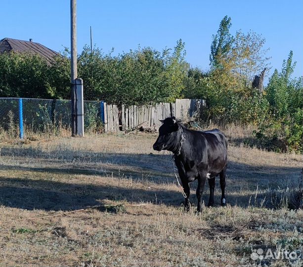 Тёлка стельная