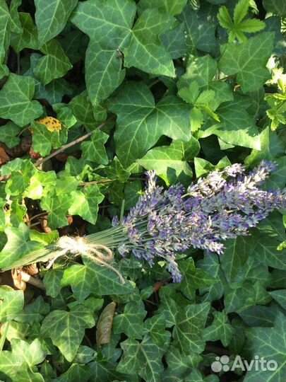 Букеты лаванды