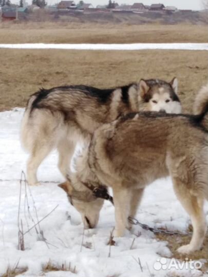 Маламут вязка Кармаскалы