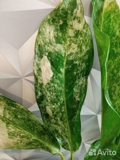 Аглаонема New hybrids variegated (Тай)