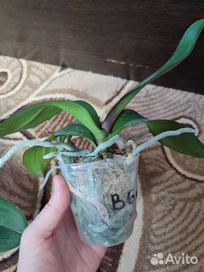 Орхидея Miki Dancer '56'