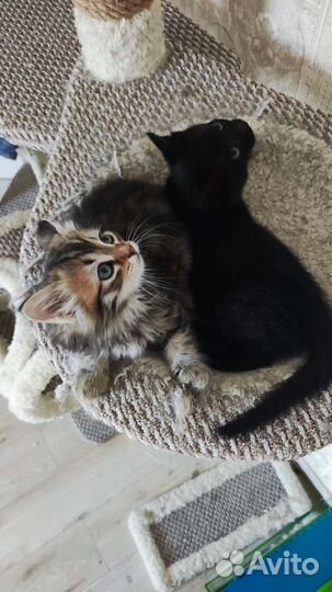 Котик Малыш 1,5 месяца