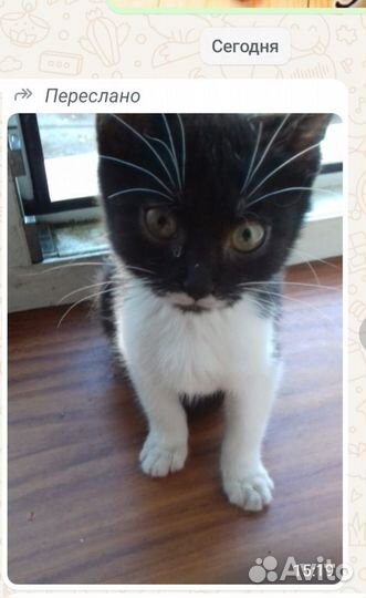 Малышка ищет дом