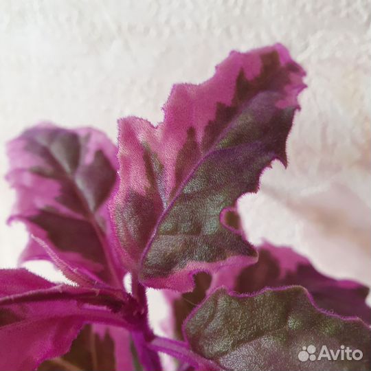 Гинура вариегатная