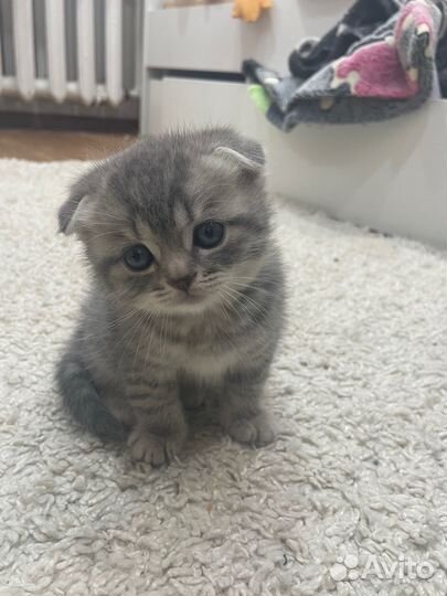 Шотландские котята