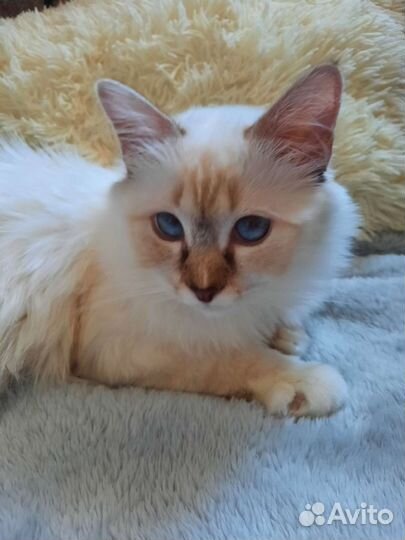 Котенок редкой породы