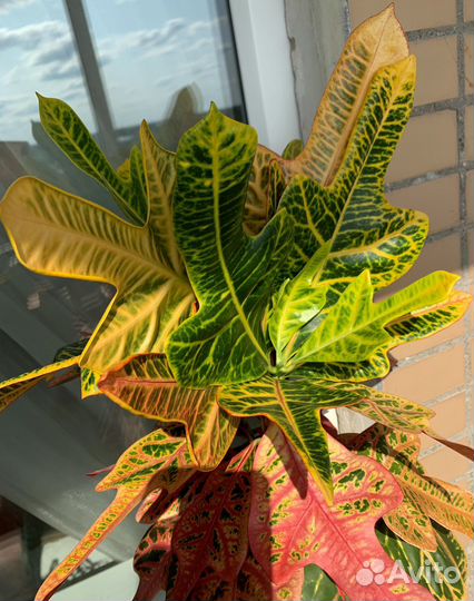 Кодиеум Экселент