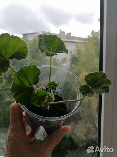 Пеларгония PAC Viva Rosita