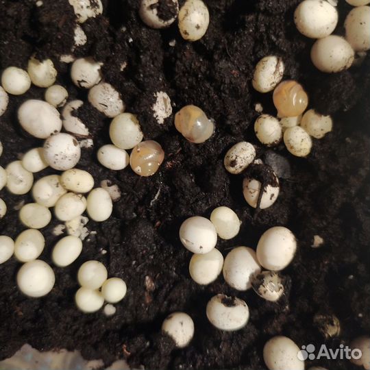 Улитки ахатины маленькие улитята ооочень милые