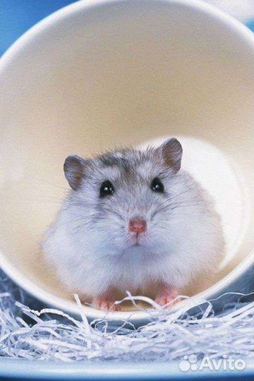 Джунгарики