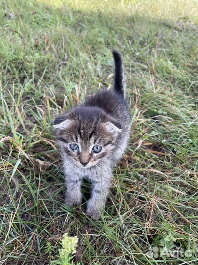 Вислоухий котенок