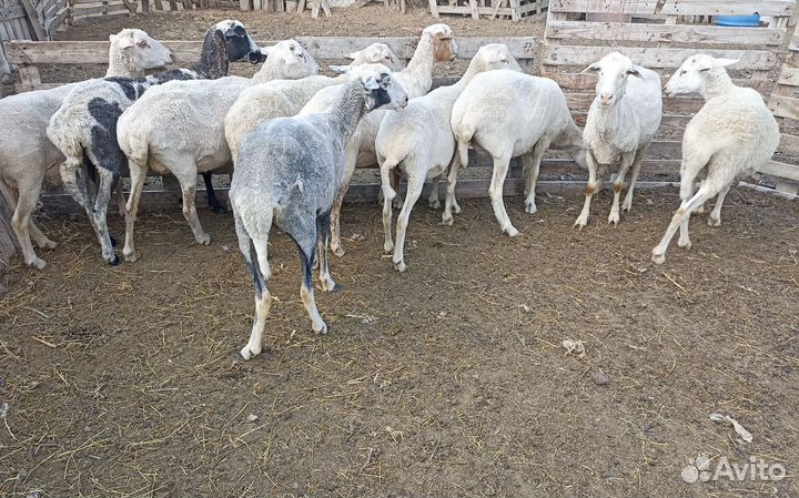 Бараны, овцы