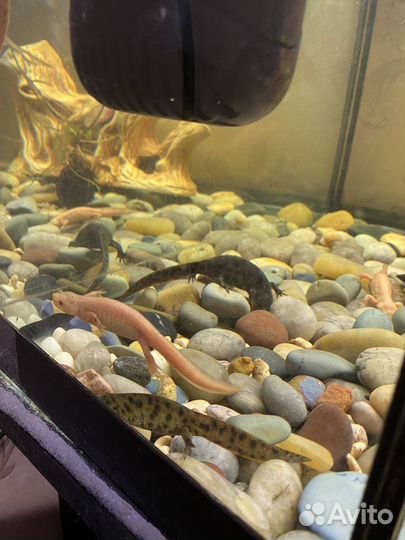 Тритон иглистый