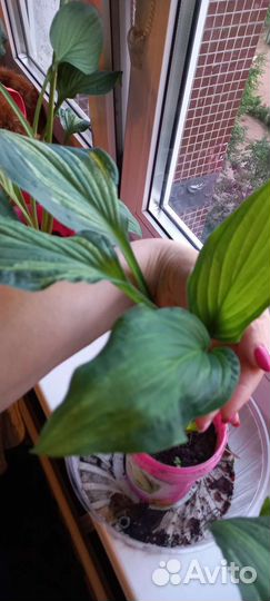 Хоста волнистая, хоста гибридная