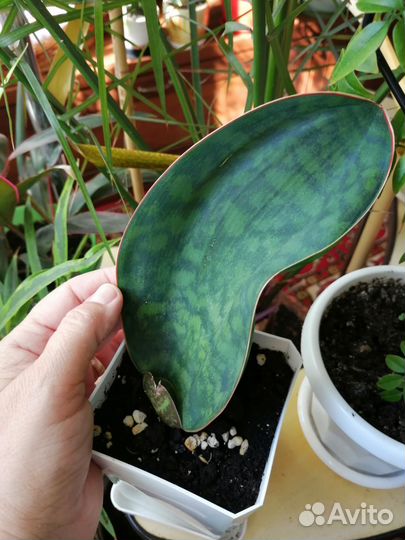 Сансевиерия Масониана Виктория Конго