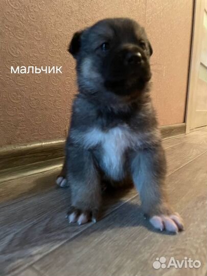 Щенки в дом