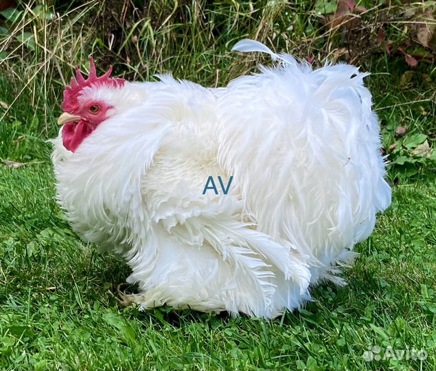 Карликовые кохинхины