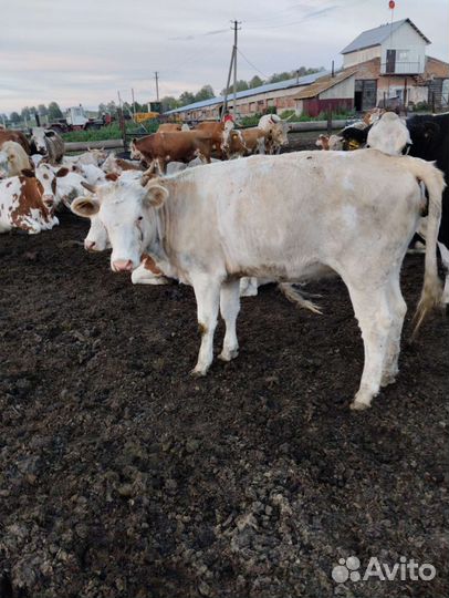 Бычки телки