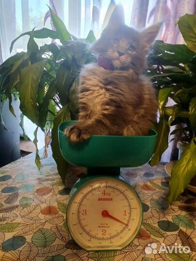 Котята мейн-кун