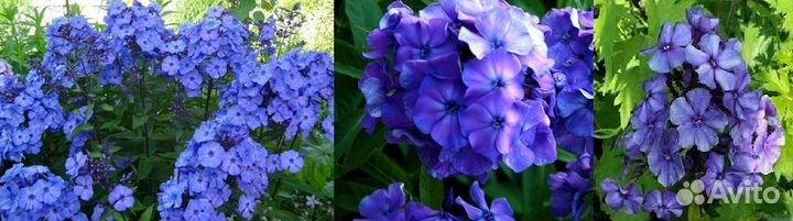 Флоксы.Большой выбор сортов для сада и контейнеров