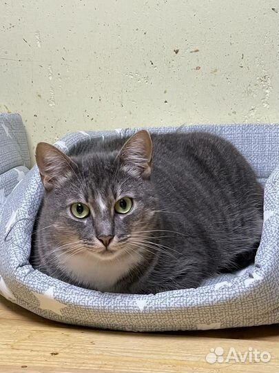 Кошечка Мышка